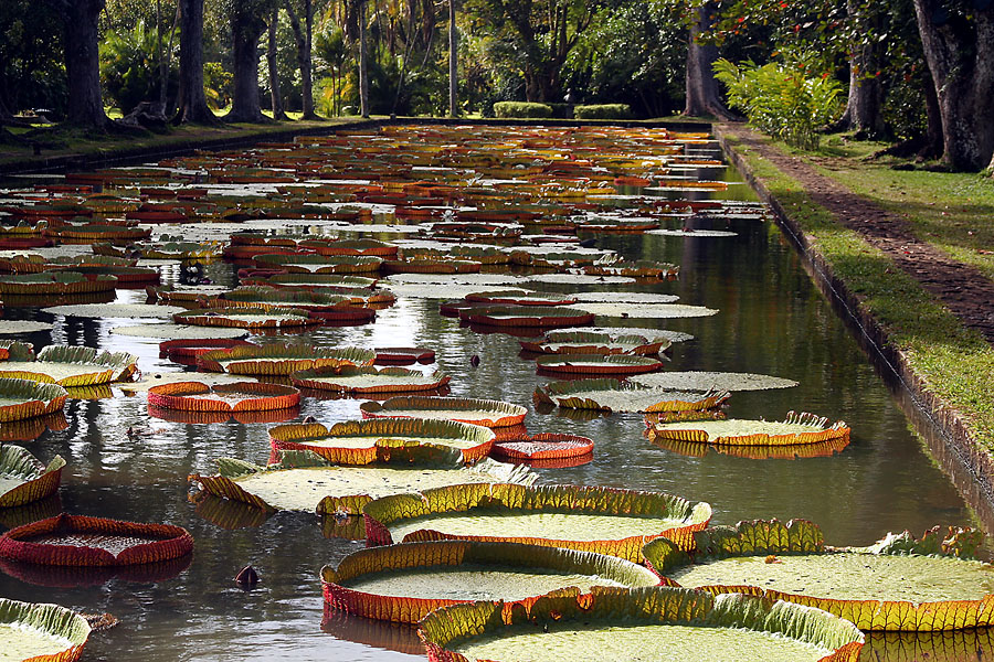 Le grand bassin aux n�nuphars de Pamplemousse. 