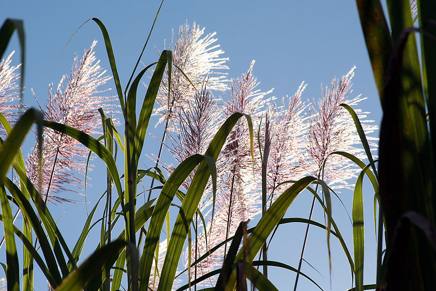 Fleurs de canne � sucre. 
