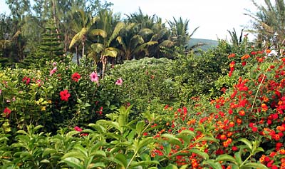 Les jardins. 