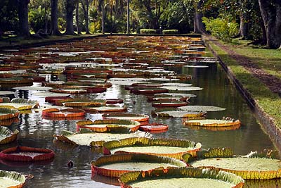 Le bassin aux n�nuphars. 