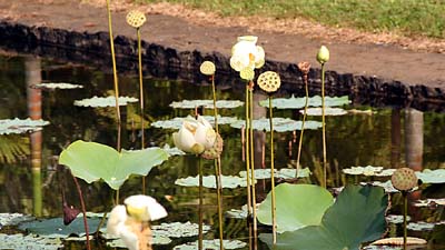 Fleur de lotus. 