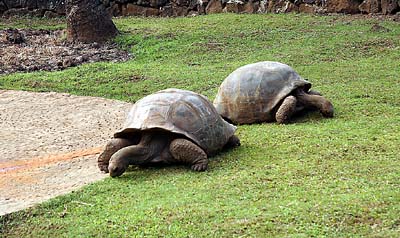 Tortues trentenaires. 