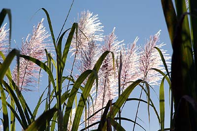 Fleurs de canne � sucre. 