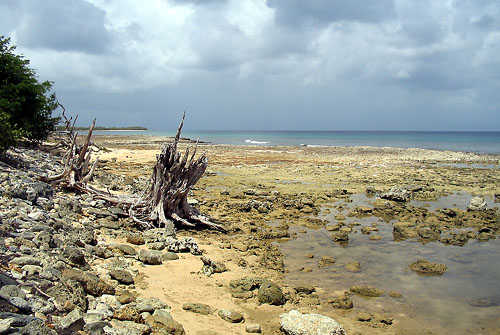 Mangrove en Guadeloupe. 