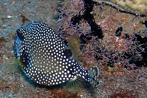 Piosson coffre (Image de Maurice). 