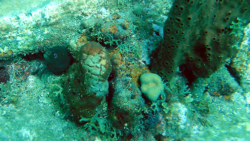 O� elle est la b�b�te ?. 