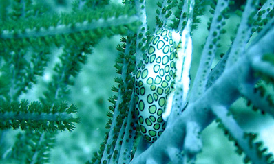 Bien cach� dans une gorgone. 