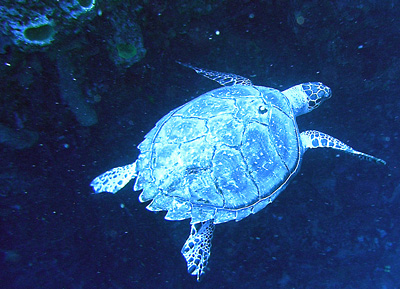 Sec P�t�, � moins 25 m�tres. 