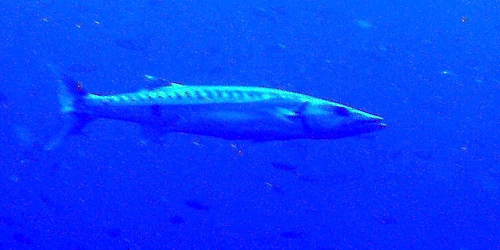 Mena�ant, mais pas agressif. 