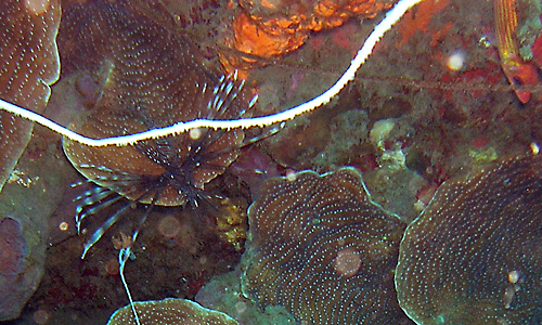 Poisson lion : aussi dangereux que beau. 
