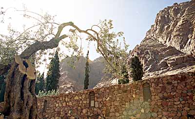 L'ombre de l'antique olivier. c14405