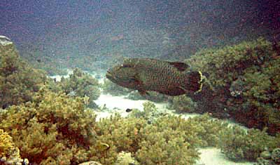 Un napol�on � Sharm el Sheick. 