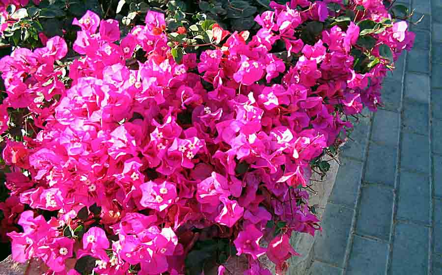 Sharm el Sheikh. 025