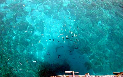 La friture autour du bateau. 0096