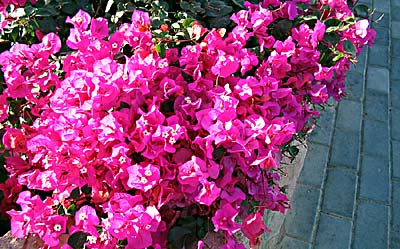 Sharm el Sheick. Le Hilton Waterfalls. 0254