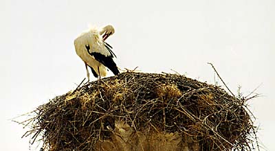 Vielles pierres et cigogne. 