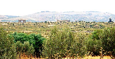 Volubilis vu des champs. 