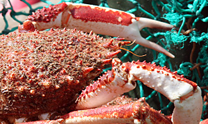 Capitale des araign�es de mer : Oualidia. 