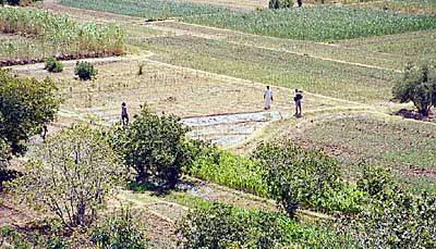 Irrigation pr�s de Boumalne de Dad�s. 