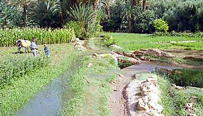 Irrigation dans la palmeraie de Tinerhir. 