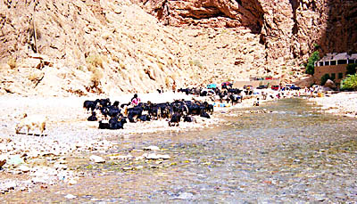 Les gorges du Todra. c02606