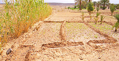 Travaux de pr�paration � l'irrigation. 