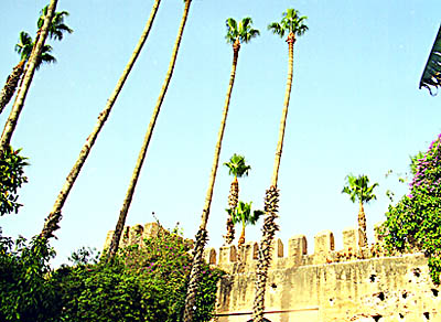 Taroudan - Les jardins du Palais Salam. 