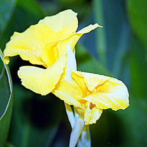 Taroudan - Les jardins du Palais Salam. c03631