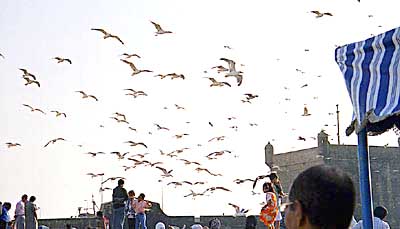 Les touristes � Essaouira. 