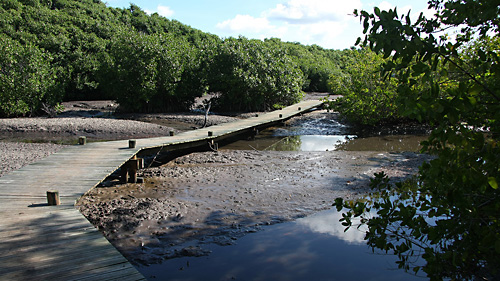 Travers�e de la mangrove du lac Lambi. 