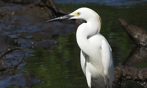 Aigrette blanche au petit d�jeuner. 