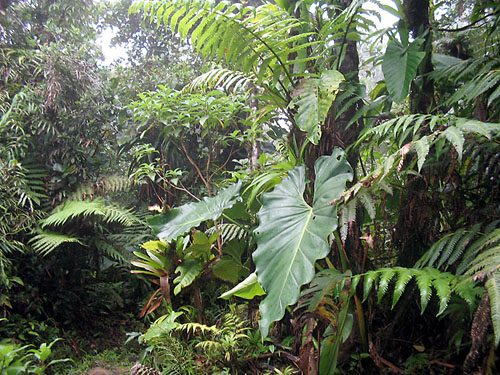 La for�t tropicale. 