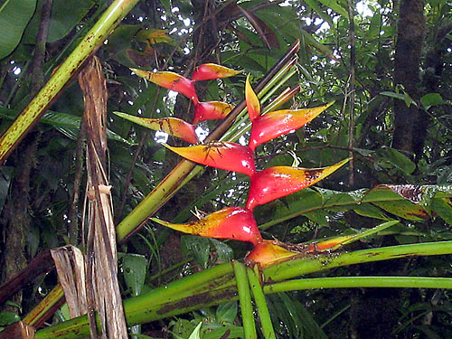 Les m�mes que chez les fleuristes. 