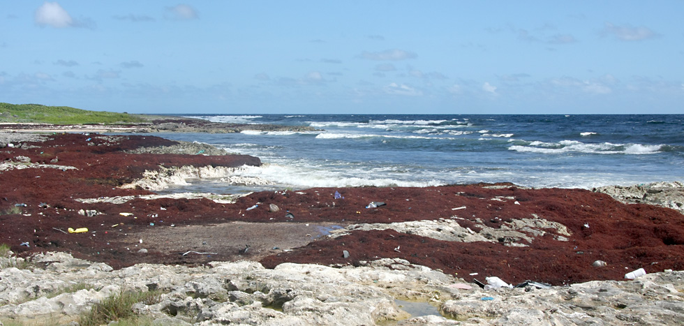 D�pots r�siduels des sargasses. 